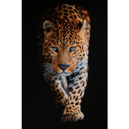 Cosmos-leopard